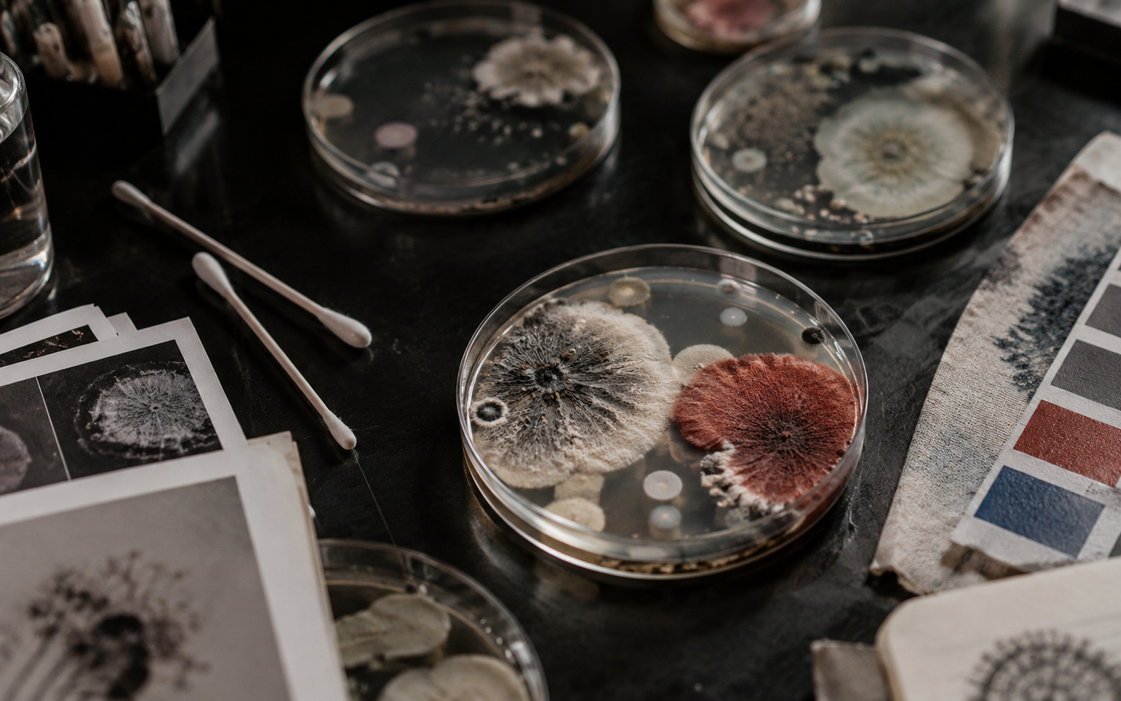 A graphic identity grown from colourful bacterial forms and laboratory plates.